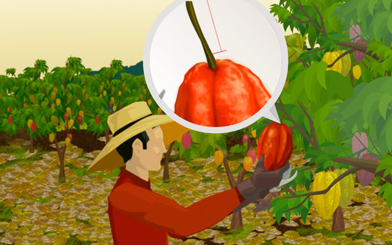 Cosecha y recolección del cacao