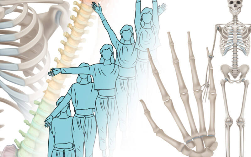 Anatomía del movimiento: articulaciones y huesos