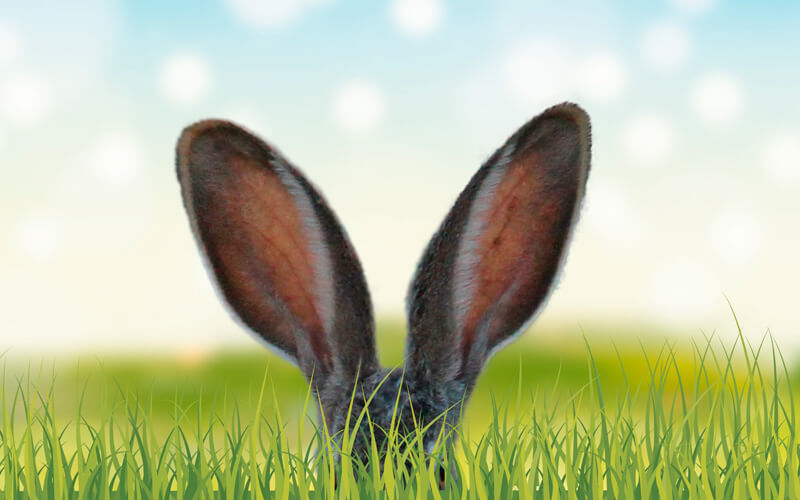 Generalidades de selección natural