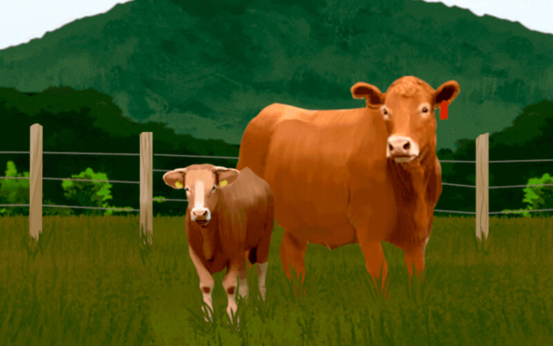 Cría, levante, y selección del ganado