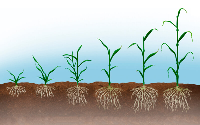 Cultivos de cereales