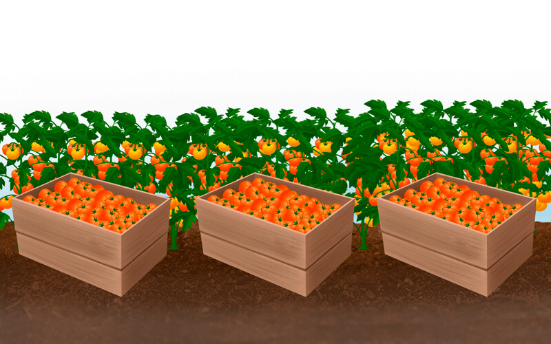 Cosecha, postcosecha y calidad de frutas y verduras