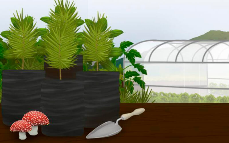 Manejo cultural del vivero