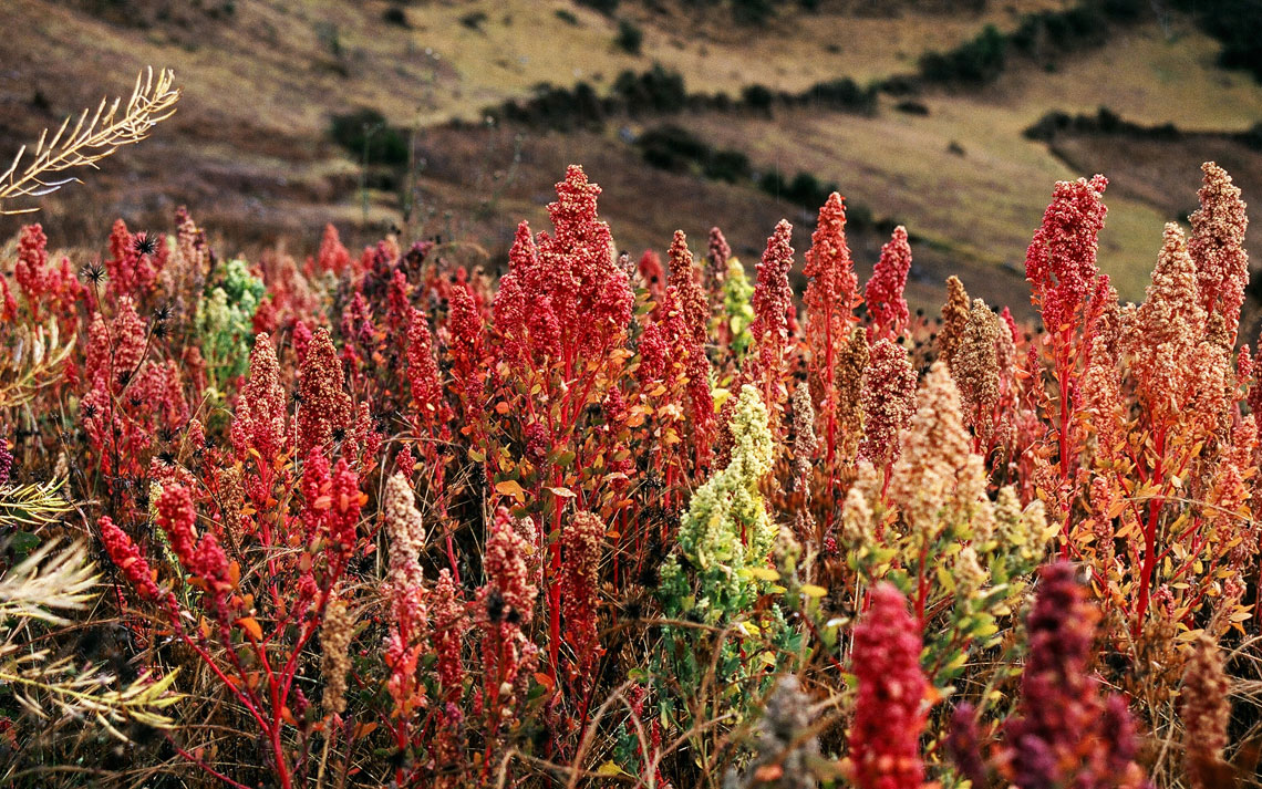 Factoría Quinoa