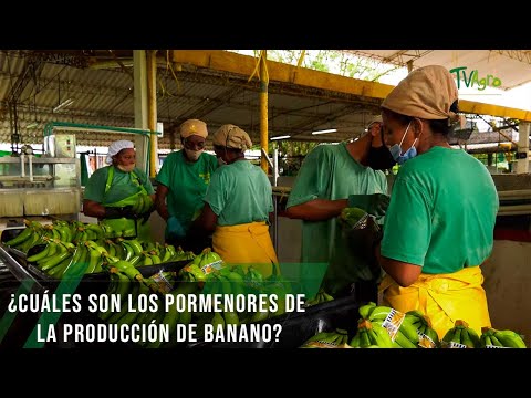 Cuáles son los pormenores de la producción de banano - TvAgro por Juan Gonzalo Angel Restrepo