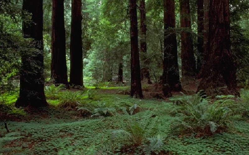 La Agricultura como sumidero de carbono: situacin actual y perspectivas de futuro