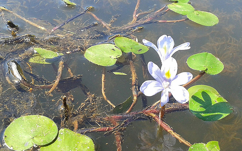 Serrania De La Lindosa Con Gran Riqueza De Plantas Acuaticas