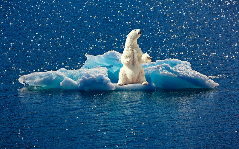 Osos polares y su reto de conseguir alimento por el cambio climático -  Medio Ambiente - Vida 